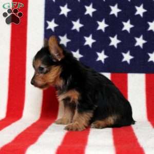 Donny, Yorkie Puppy